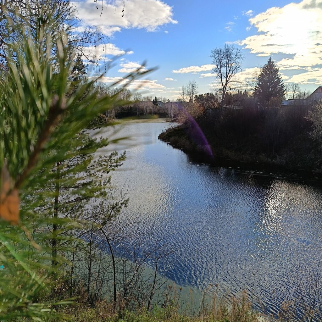 В роще
