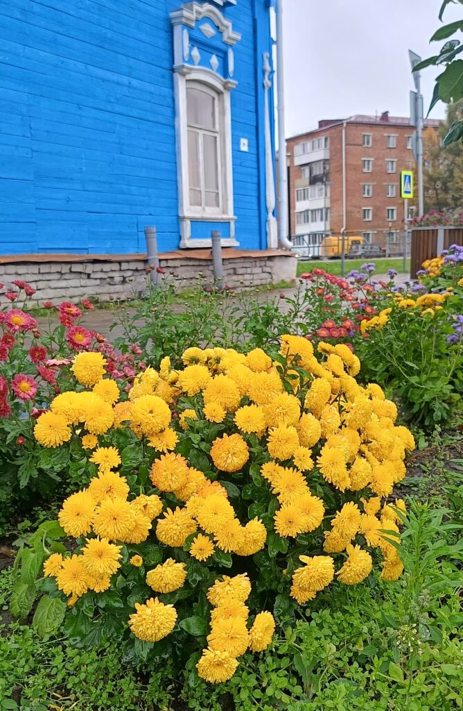 Осенние хризантемы
